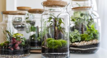 Créatif et décoratif… Réalisez votre terrarium